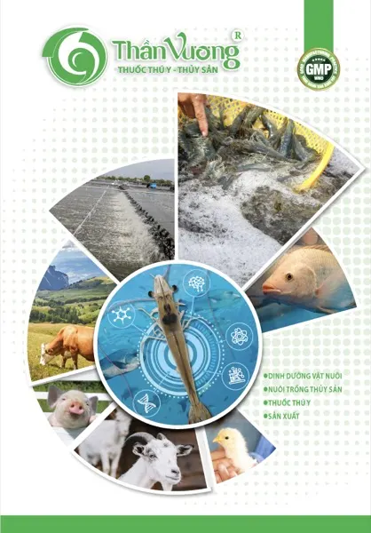 E-catalogue sản phẩm